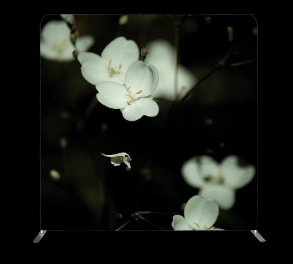 Backdrop: Liberata Grandiflora